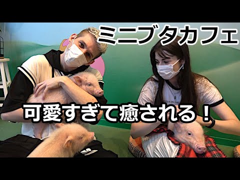 I Went To A Minipig Cafe in Japan | Cutest Thing I've Ever Seen!!