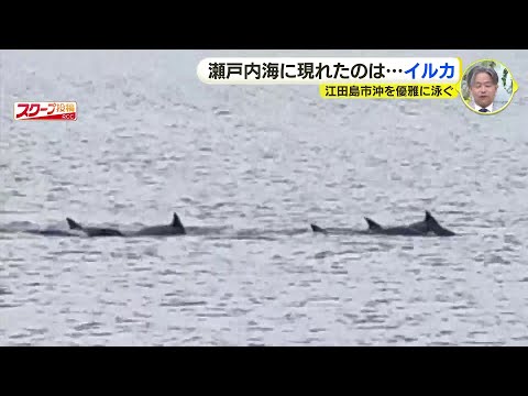 瀬戸内海に現われたのは…イルカの群れ？海面に背びれが多数　広島・江田島市の沖合を優雅に泳ぐ