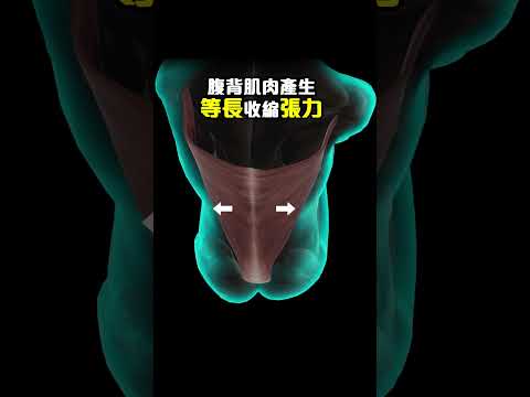 等長腹背肌鍛鍊避免坐骨神經痛復發 #牽引  #excercise