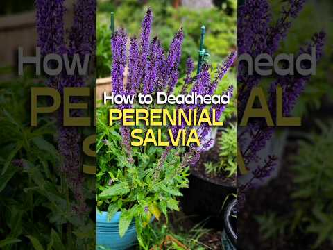 Want More Salvia Flowers? Do This! #shorts #salvia #garden