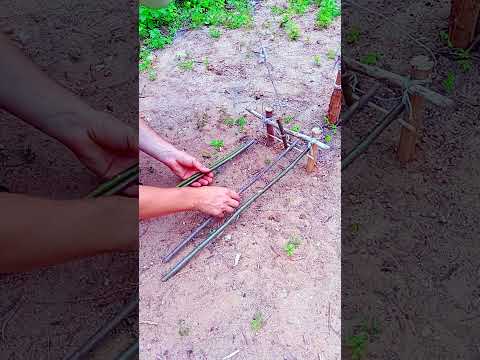 A trap in five minutes  #trap #farming #diy #bushcraft