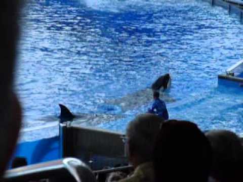 Shamu Show at Seaworld,Orlando Part 5