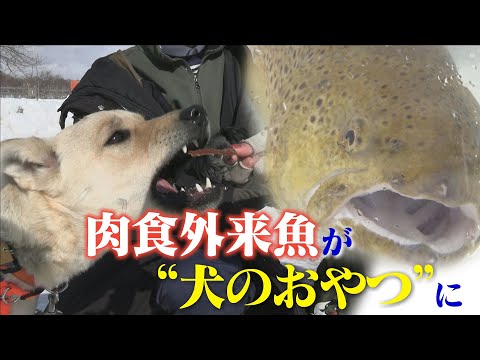 増え続ける肉食魚「ブラウントラウト」川に外来魚の群れ 駆除どうする？ 処分困った漁協の苦悩 北海道から“救いの手”が