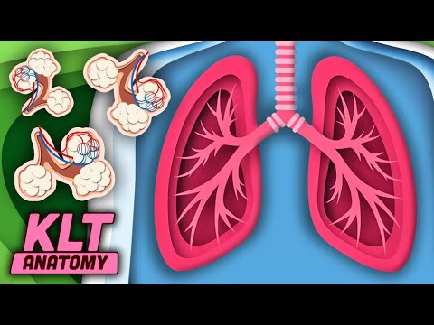 We Are Your Lungs | KLT Anatomy