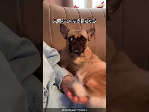 フレンチブルドッグの可愛すぎる解説  #Shorts #frenchbulldog