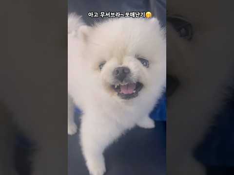 #이중인격#애착인형 #호러 #뼈 #포메일상 #cutedog #cúncondễthương