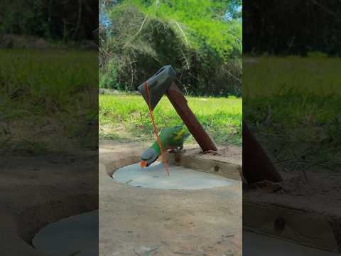 Primitive Parrot Trap Using Axe with Carboard #shortvideo #youtubeshorts #shorts