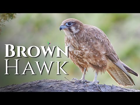 Hawk Sound to Scare Birds with Brown Hawk🦅(Brown Falcon)