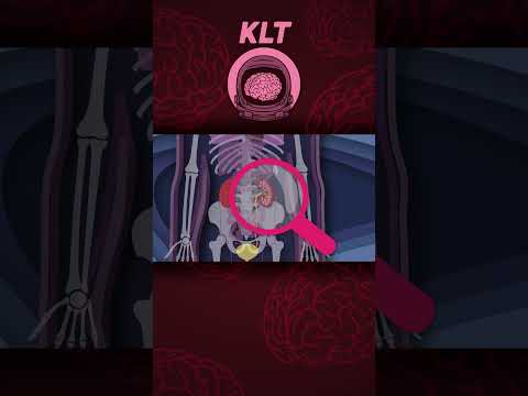 Your Kidneys Do All Sorts Of Cool Things! | KLT Anatomy #shorts