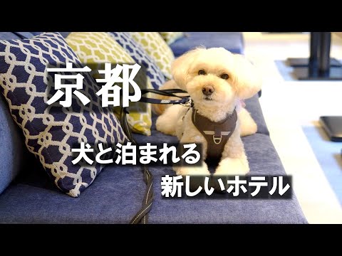 Hotel in Kyoto/Newly opened hotel you can stay with your dog/hotel anddoggy/Stay with Fuqu!