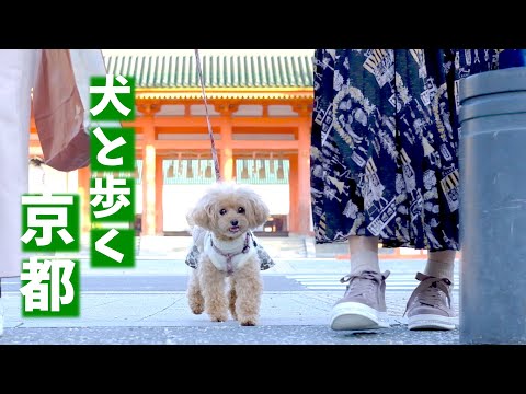 Kyoto Okazaki🐶Walking in Okazaki with Coron, a poodle, dog/Heian Shrine/Museum of Art/Okazaki Park