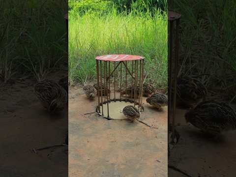 Creative DIY Unique Effective Quail Trapping Using Bamboo Cage #animaltrap #birdtrap #shorts