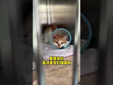 如果不能及时救下这只小猫，它还能坚持多少天？