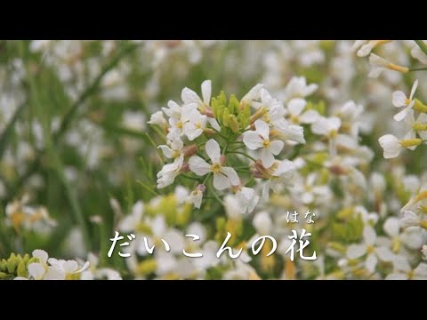 だいこんの花　石川さゆり