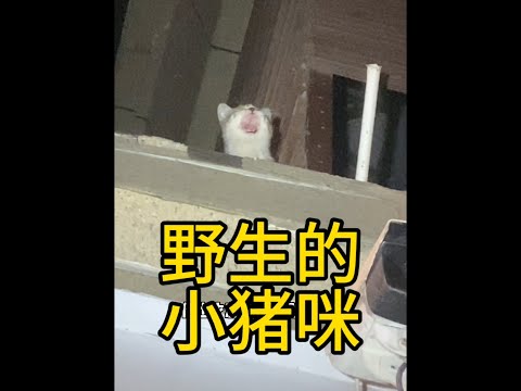 傻了，我们救了只摄像头。。。#流浪猫