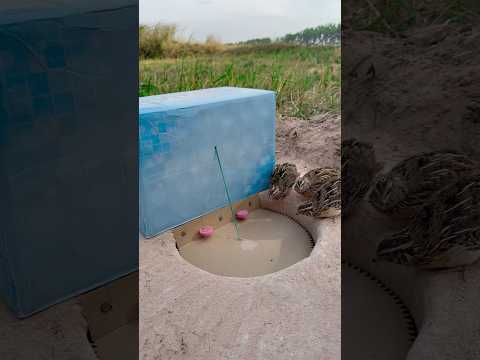 Best Idea Quail Trap - Amazing Underground Quail Trap Using Cardboard Box #shorts