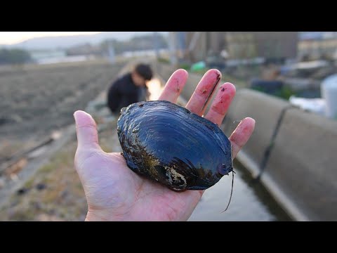 I tried raising a giant clam