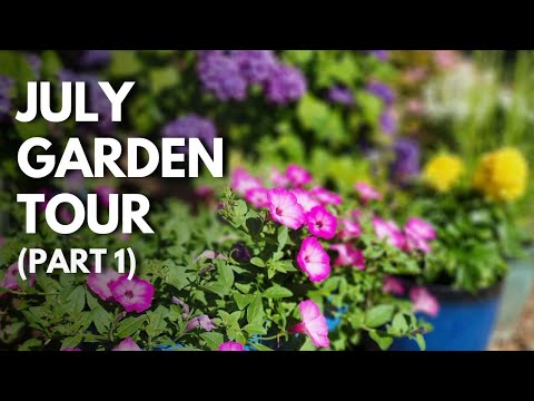 July Garden Tour Part 1: What's Flowering, Hydrangeas, & More