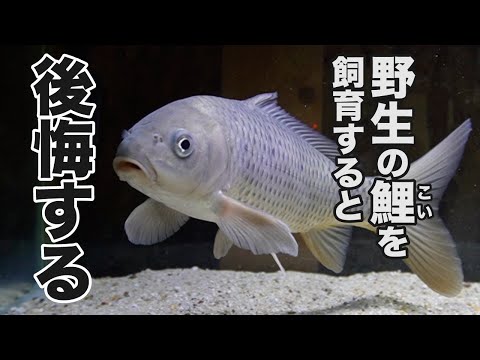 野生の外来鯉を稚魚から育てて4年…