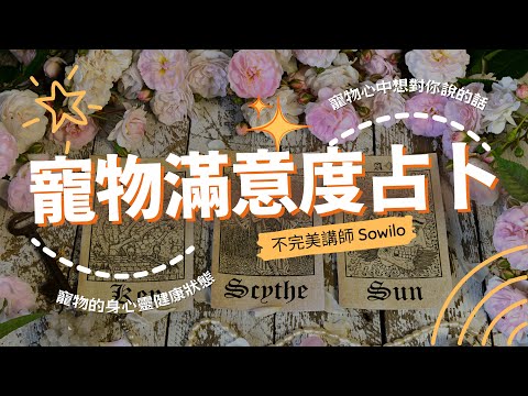 《寵物滿意度占卜》寵物心中想對你說的話｜寵物的身心靈健康狀態｜不完美講師Sowilo