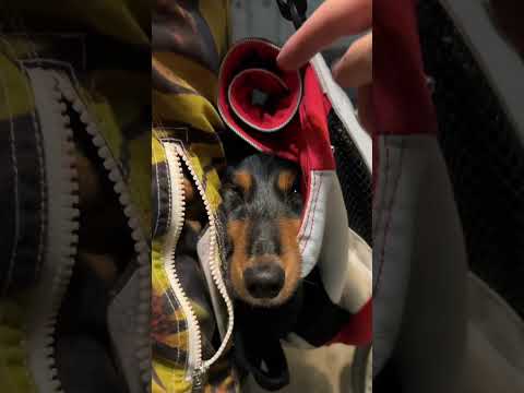 【ゆるい】手も足も出ない犬が可愛い#shorts #犬