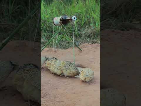 Amazing DIY Quail Trap Creativity in Forest #ytshorts #survival #birds