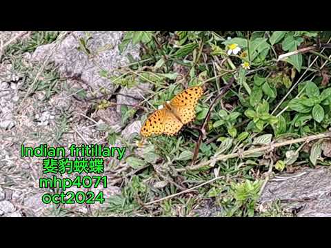 Indian fritillary 斐豹蛺蝶 mhp4071 oct2024