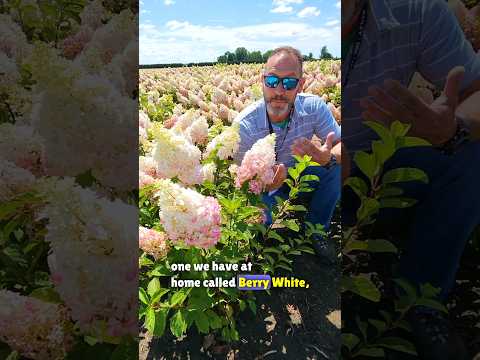 Why You Need Berry White Hydrangeas #hydrangea #berrywhite #garden