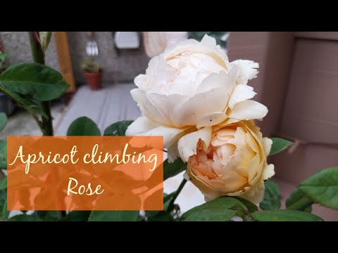 David Austin 'Wollerton Old Hall' Rose Unboxing ~ Apricot Coloured Climbing Rose 🧡 UK