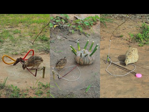 Most Technique Creative Unique Quail Trap Using Wood - DIY Bird Trapping