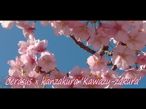 カワヅザクラ Kawazuzakura　’Cerasus ×kanzakura‘Kawazu-zakura’