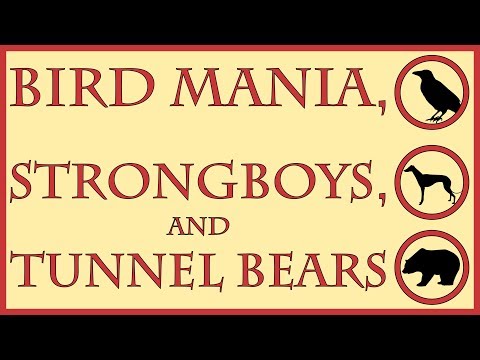 Bird Mania, Strongboys, and Tunnel Bears