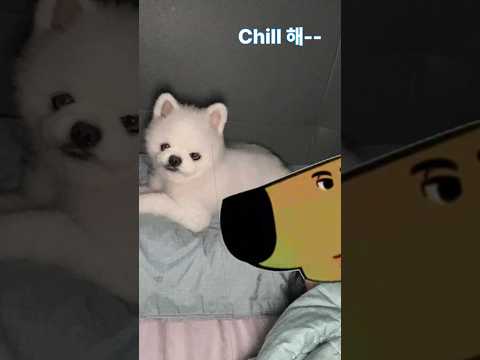 #chillgirl #chillguy #칠가이 #chilldog #해외밈 #cutedog