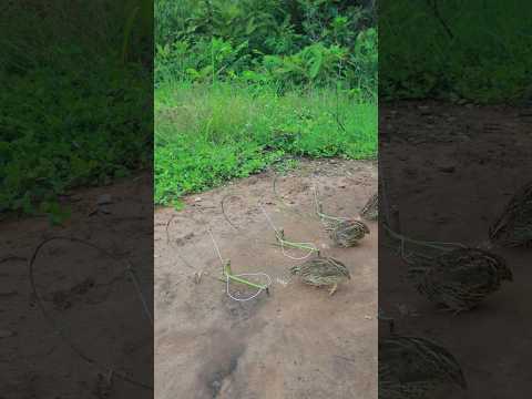 Three Effective Quail Trap in One Time #ytshorts #shorts #shortvideo