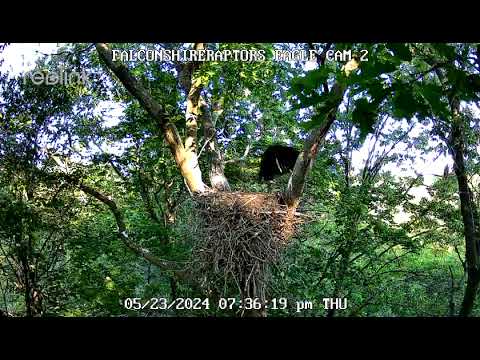 5/23/24 Eaglet is preparing to fledge