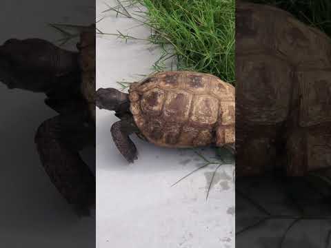 he went right back to the grass 🤣😭 #shorts #turtle #tortiose #florida #wildlife #foryou #cute #sweet