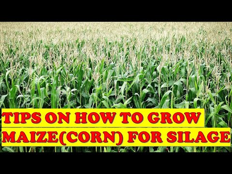 TIPS  ON HOW TO GET QUALITY CORN MAIZE FOR SILAGE