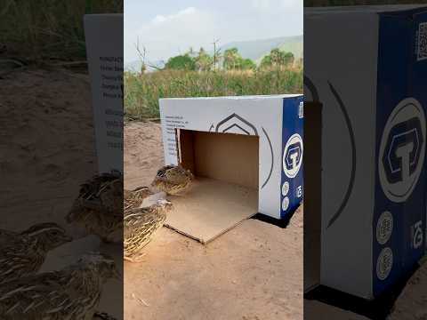 Underground Quail Trap - Good Underground Quail Trap Using Cardboard Box #shorts