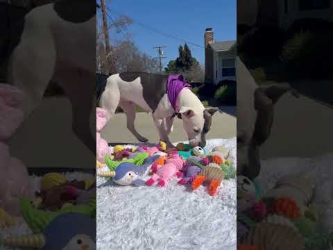 Adoptable Pittie Gets A Stuffie Party | The Dodo