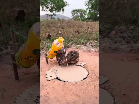 Really Creative DIY Underground Quail Trap #shortvideo