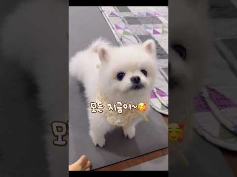 #너와의모든지금 #소중해 #재쓰비 #포메일상 #cutedog #cúncondễthương