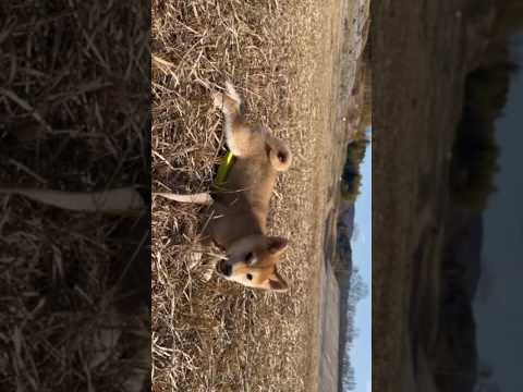 柴犬三太君　それはウ◯コじゃないかい❔