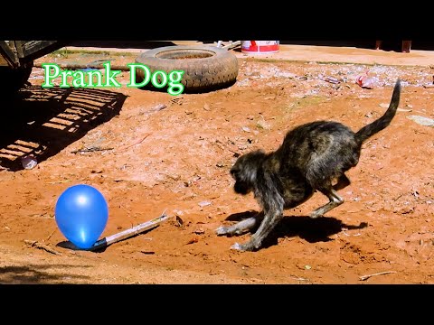 Trap Balloon Prank Dog.