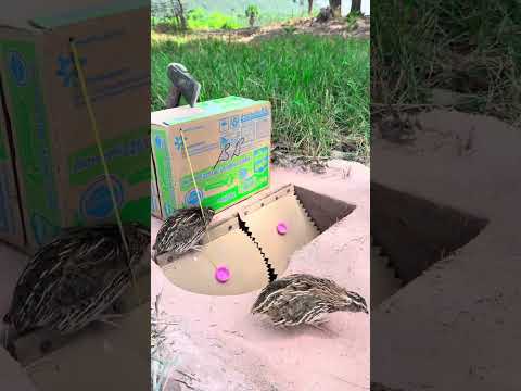 Simple Creative Underground Quail Trap Using Cardboard Box | But Really Good