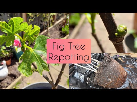 Repotting my Brown Turkey Fig Tree in Spring 🪴