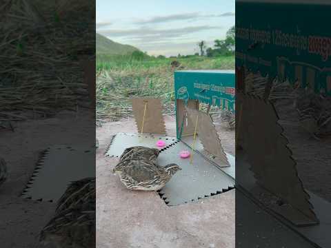 DIY Quail Trap - Best Underground Quail Trap #shorts