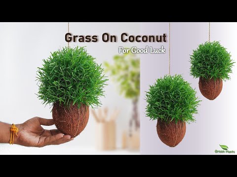 Growing Plants on Coconut in Your Home for Good Luck and Positive Vibes//GREEN PLANTS