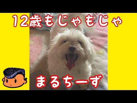 愛犬のこころがゴリラの真似をすると猿の真似をしてくれます【マルチーズ】