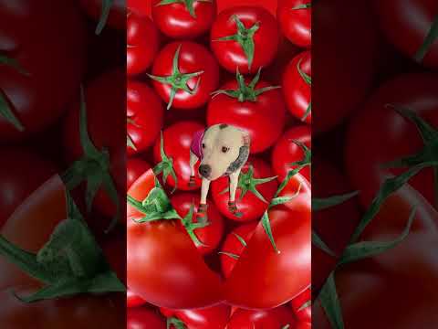 EZ_Zola tomato #ezfam #zola #fypシ゚viralシfypシ゚ #viralvideo #funnyvideos #petdog #funnydogs #tomato