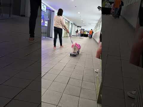 Cutie puppy skateboarding